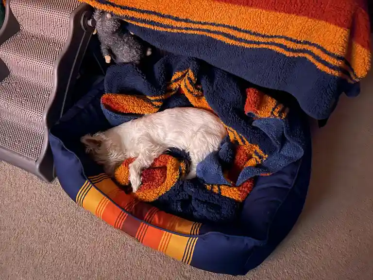 A small white dog is curled up asleep inside a blue and orange patterned pet bed, partially covered by a matching fleece…