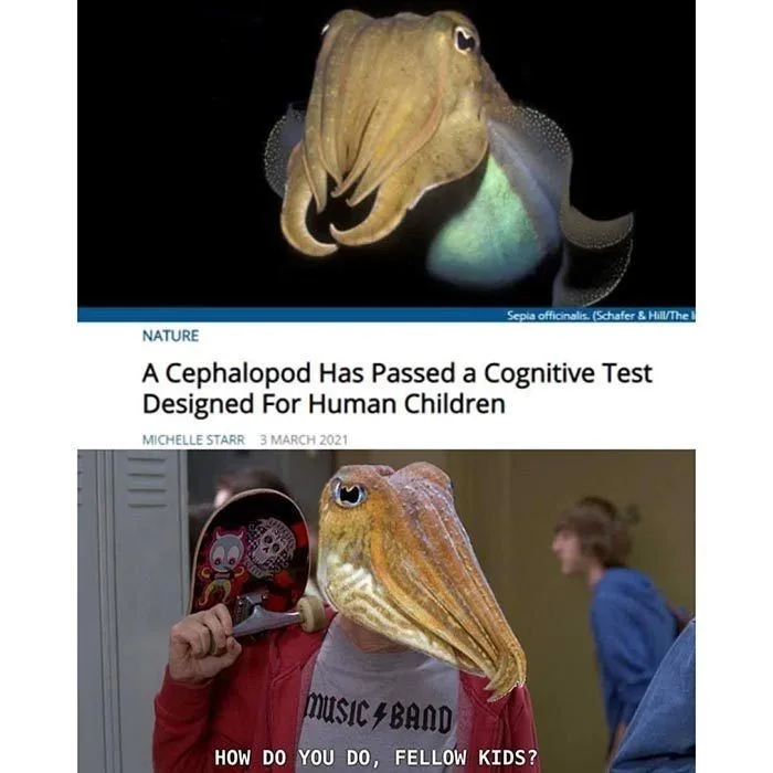 The top panel shows a photograph of a cuttlefish from a Nature article titled 'A Cephalopod Has Passed a Cognitive Test…