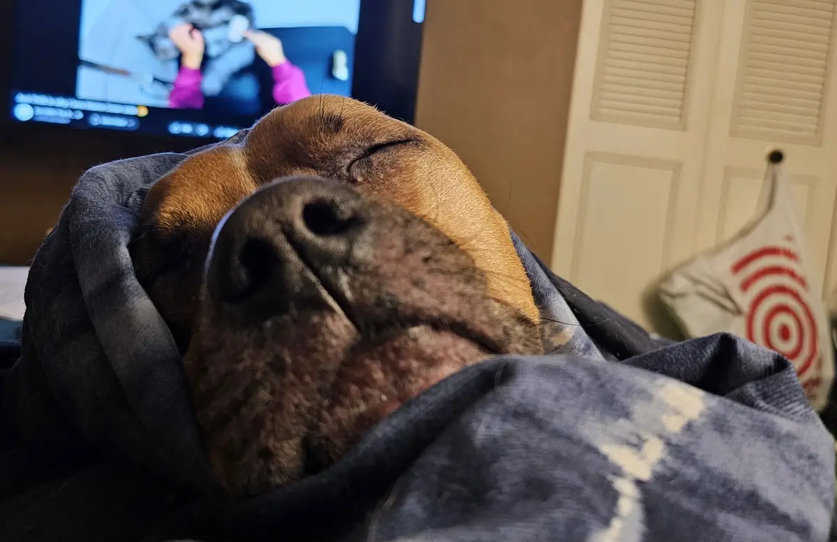 A close-up of a brown dog sleeping soundly with its eyes closed, wrapped in a dark blue blanket. In the background, a TV…