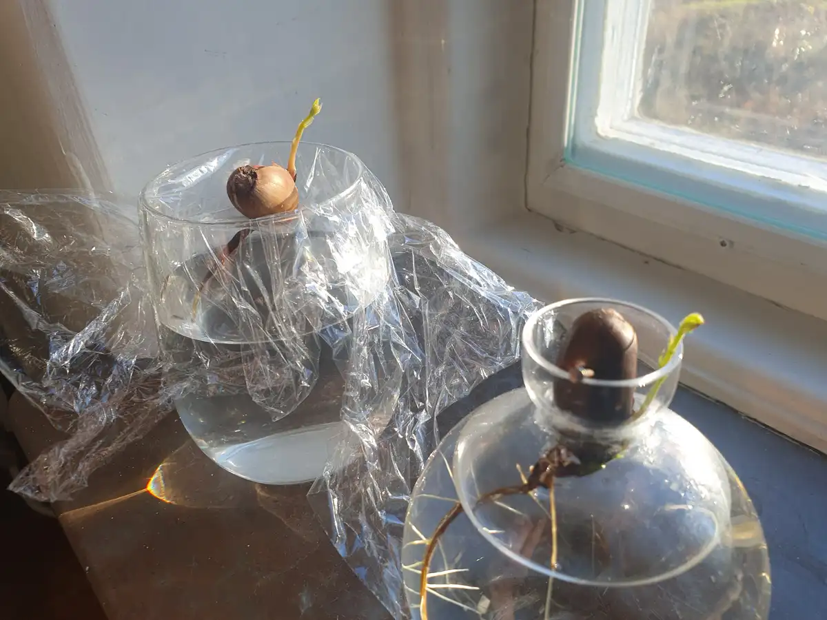 Two glass containers sit on a windowsill, each holding a sprouting onion bulb partially submerged in water, with clear…