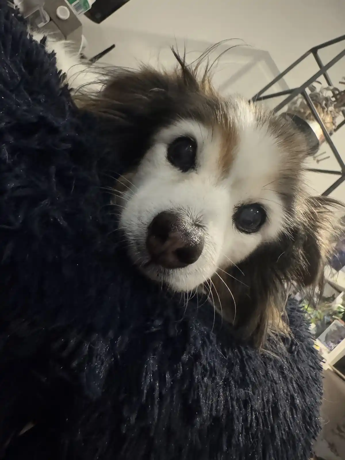 Daily dose of my adorable dog Panko