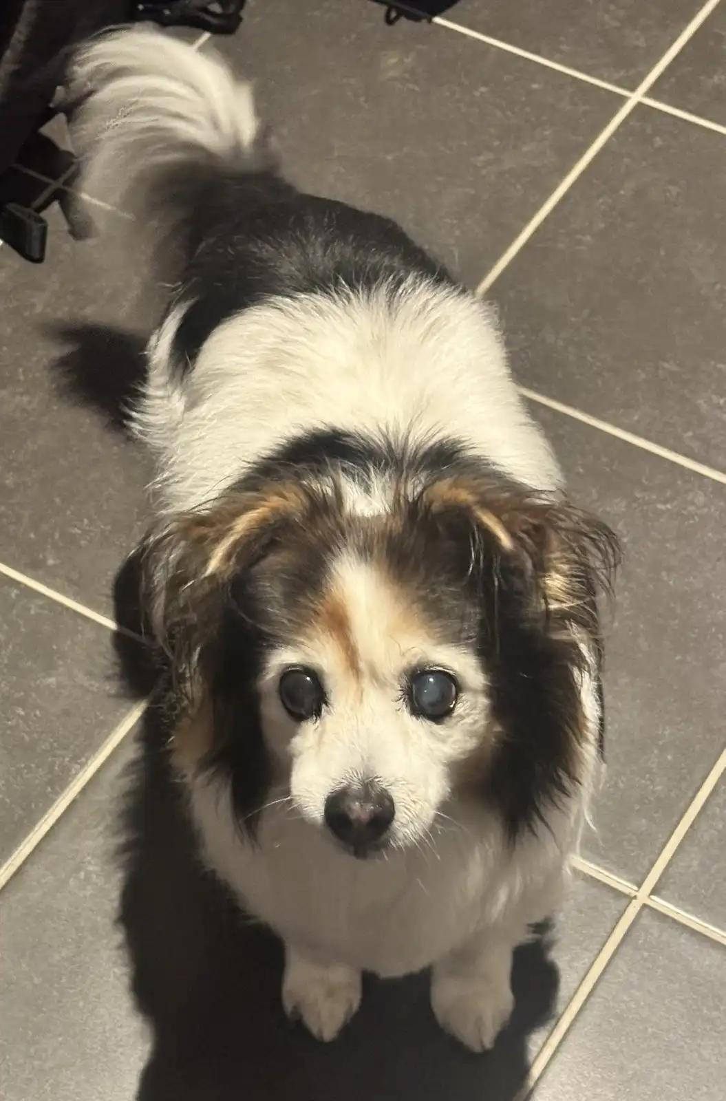 A small, fluffy dog with black, white, and brown fur stands on a tiled floor, looking up with large, expressive eyes. The…