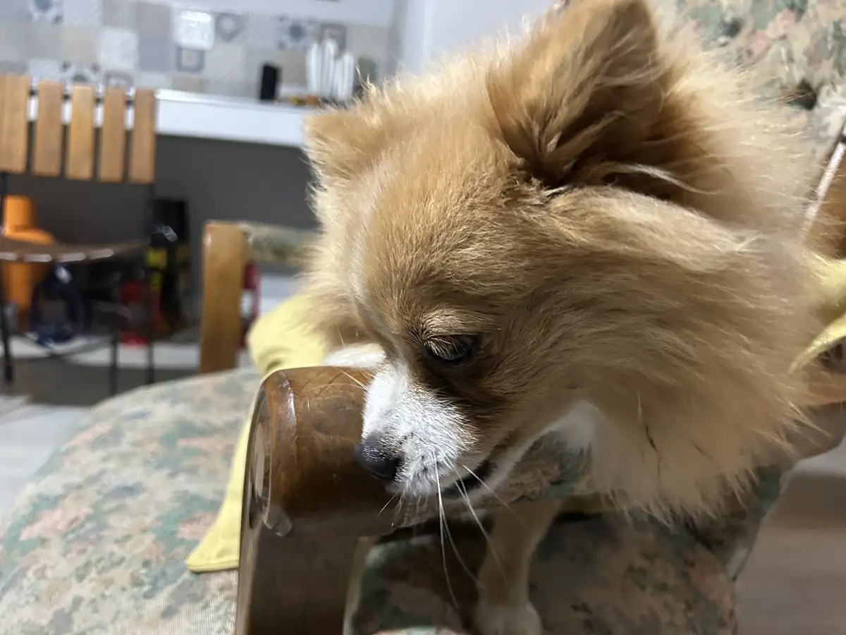 A fluffy, light brown and white dog with a sad, droopy-eyed expression is resting its head on the wooden arm of a…