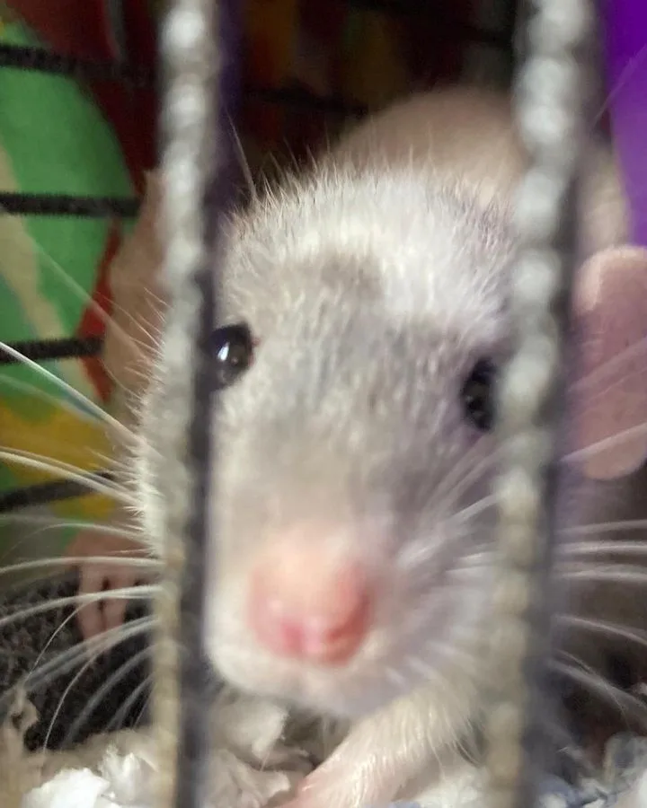 A close-up photo of a small, light-colored rodent with a pink nose and long whiskers, looking directly at the camera through…