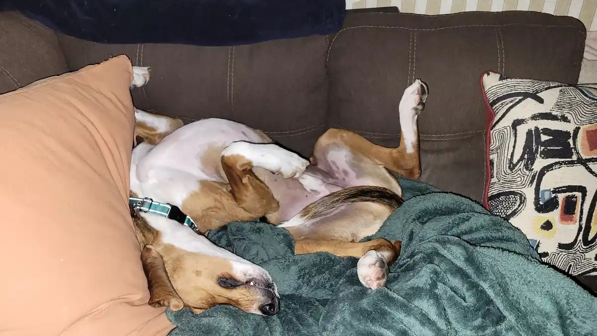 A brown and white dog is sleeping on its back on a brown couch, surrounded by pillows and a green blanket, with its paws in…