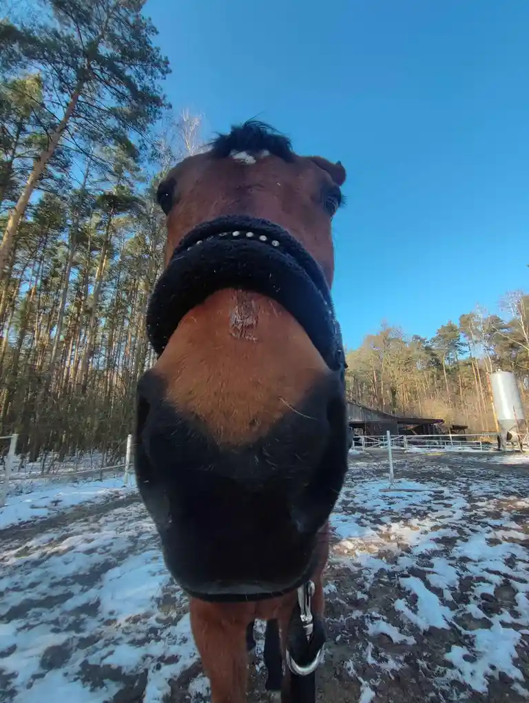 A close-up, low-angle photo shows a brown horse with a black muzzle and a decorative black halter adorned with white beads…