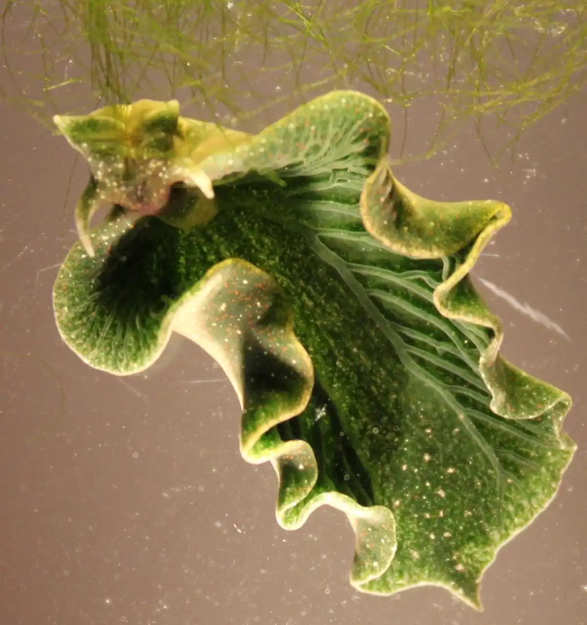 A translucent green sea slug with leaf-like, ruffled appendages and orange speckles swims underwater near green algae. The…