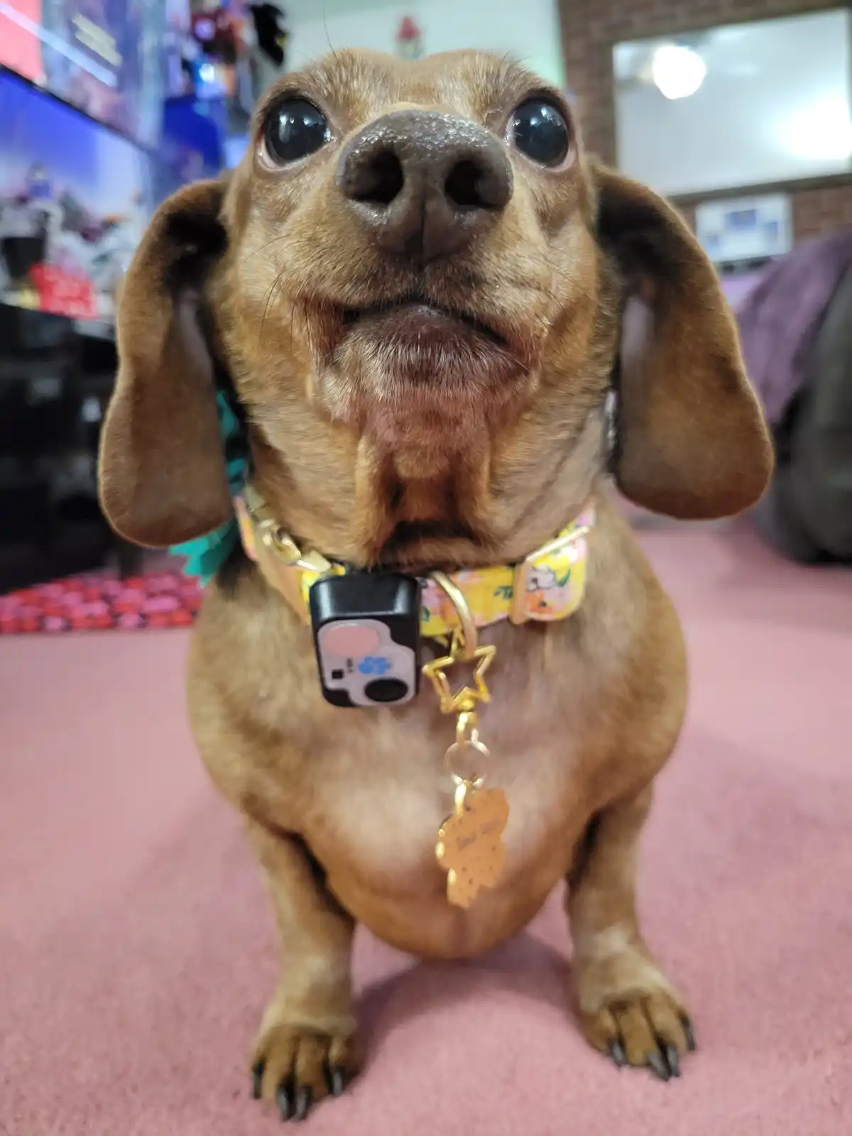 A close-up photo of a brown dachshund with large, expressive eyes looking directly at the camera, sitting on a pink carpet…