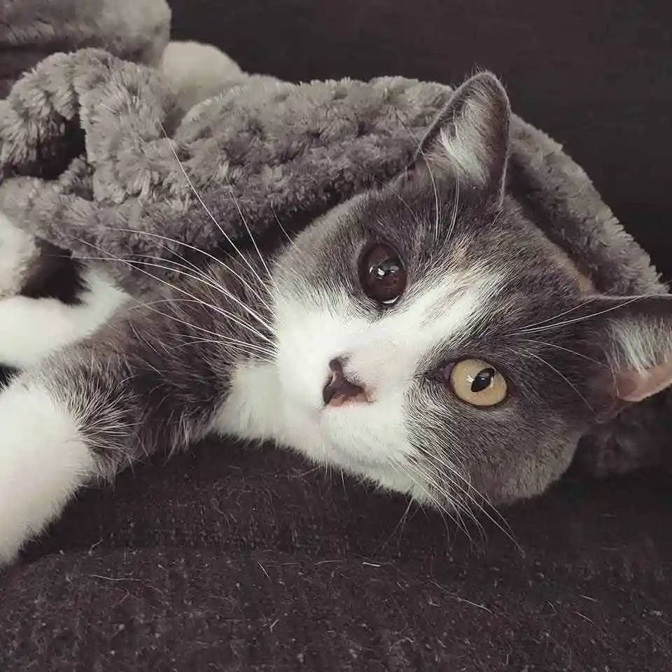 A gray and white cat with heterochromia (one brown eye, one yellow eye) lies on a dark textured surface, partially covered…