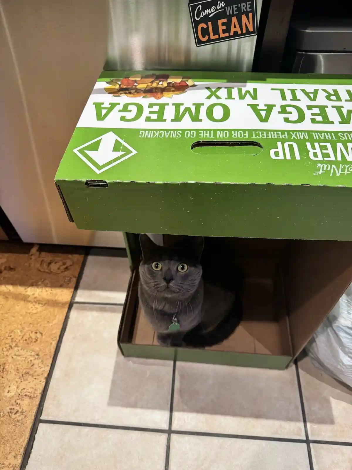 A gray cat with wide yellow eyes sits inside a green 'MEGA OMEGA TRAIL MIX' snack box, looking up at the camera. The box is…