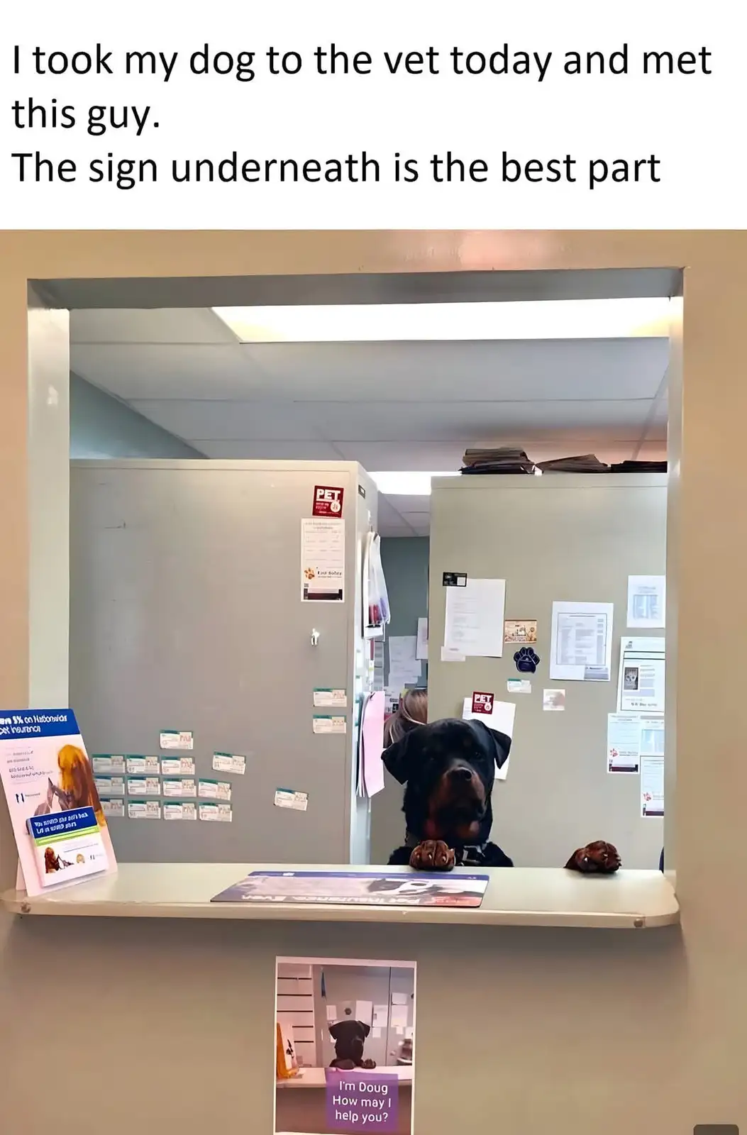 A Rottweiler dog is sitting behind a reception desk in a veterinary clinic, with its paws resting on the counter. A sign…