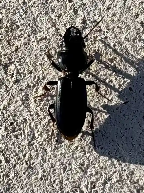 A close-up photo shows a shiny black beetle with long antennae and six legs, crawling on a light-colored, textured concrete…