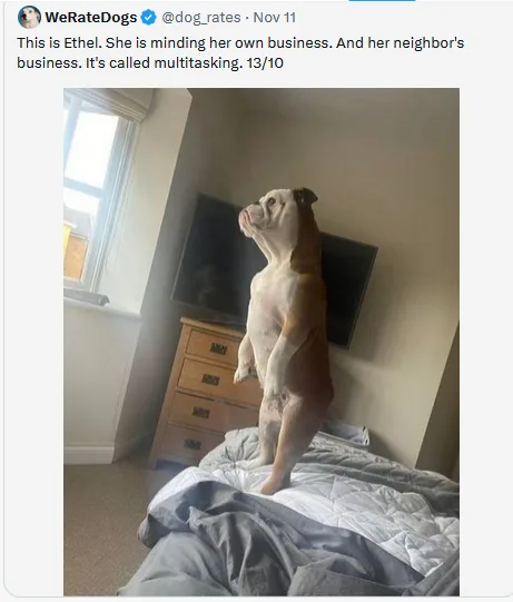 A bulldog named Ethel stands upright on a bed, looking out a window. The overlaid text humorously claims she is…