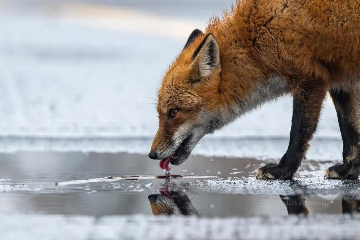 A red fox with orange fur and black-tipped ears is leaning over a patch of melting snow or ice, licking water from the…