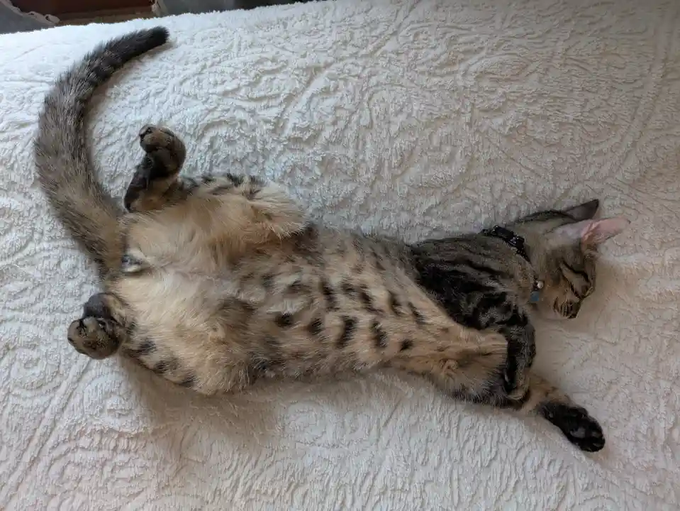 A tabby cat with a black collar is lying on its back on a white fluffy blanket, exposing its belly and stretching its legs…