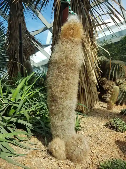 A tall, fuzzy, hairy cactus with a bulbous base and a tufted top stands upright in a gravelly garden surrounded by other…