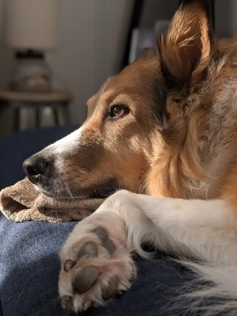 A close-up photo of a brown and white dog resting its head on a towel while lying on a blue couch, with sunlight…