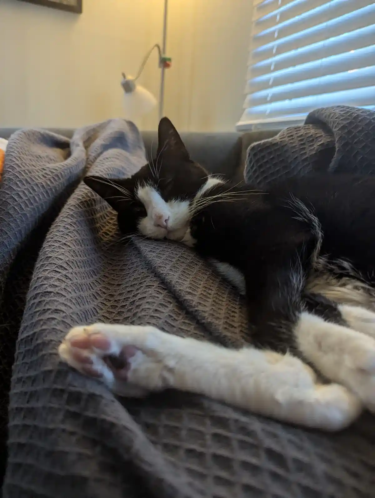 A black and white cat is lying on a gray textured blanket on a couch, appearing very relaxed with one paw stretched out. The…