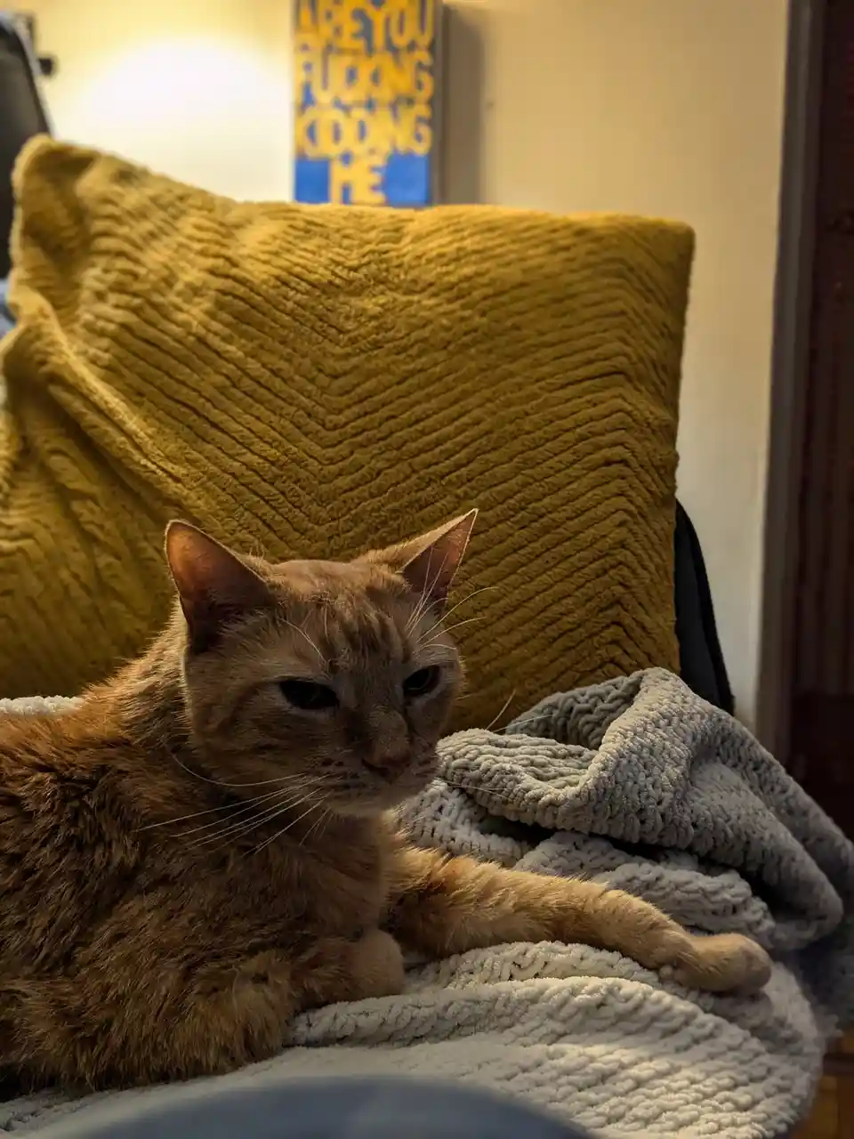 A ginger cat with a bored, unimpressed expression lies on a grey textured blanket, positioned in front of a large…