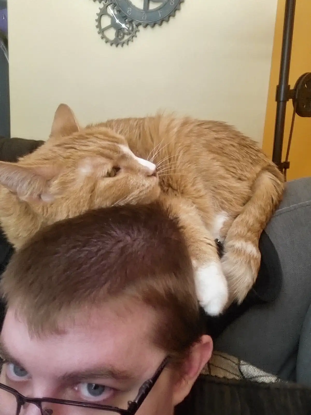 An orange tabby cat is curled up and sleeping soundly on a person's head, who is looking up at the camera with wide eyes and…