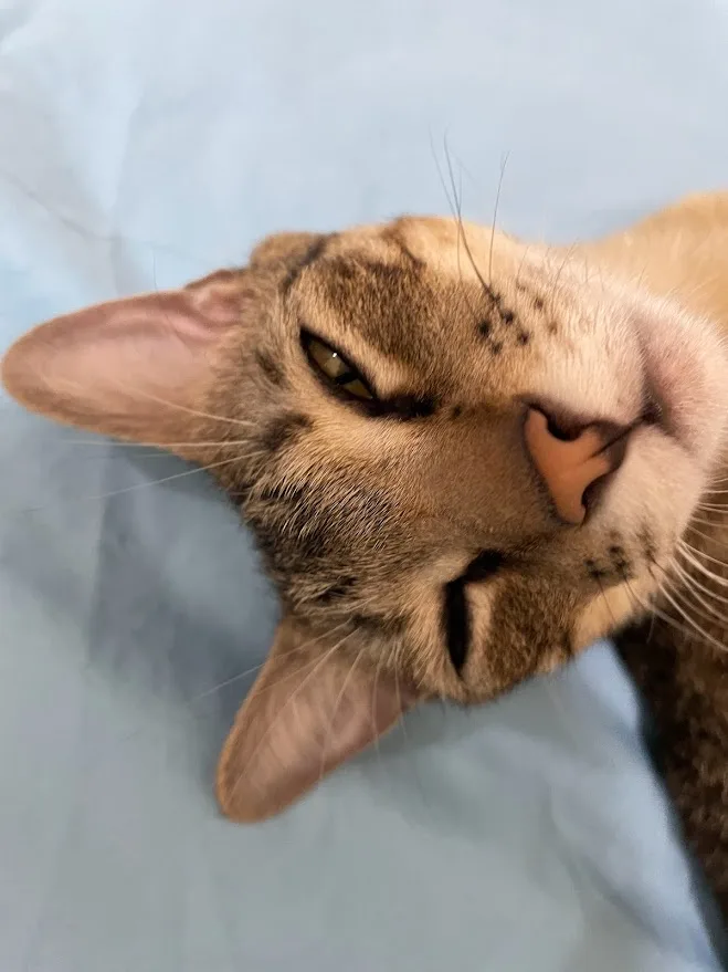 A close-up photo of a brown tabby cat lying on its side on a light blue surface, looking up with half-closed eyes and a…