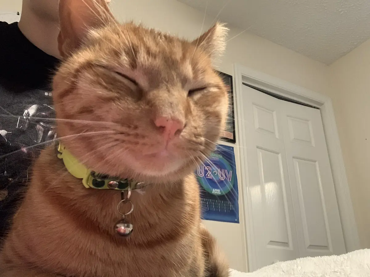 A close-up photo of a ginger cat with its eyes blissfully closed and face relaxed, wearing a lime green collar with a bell…