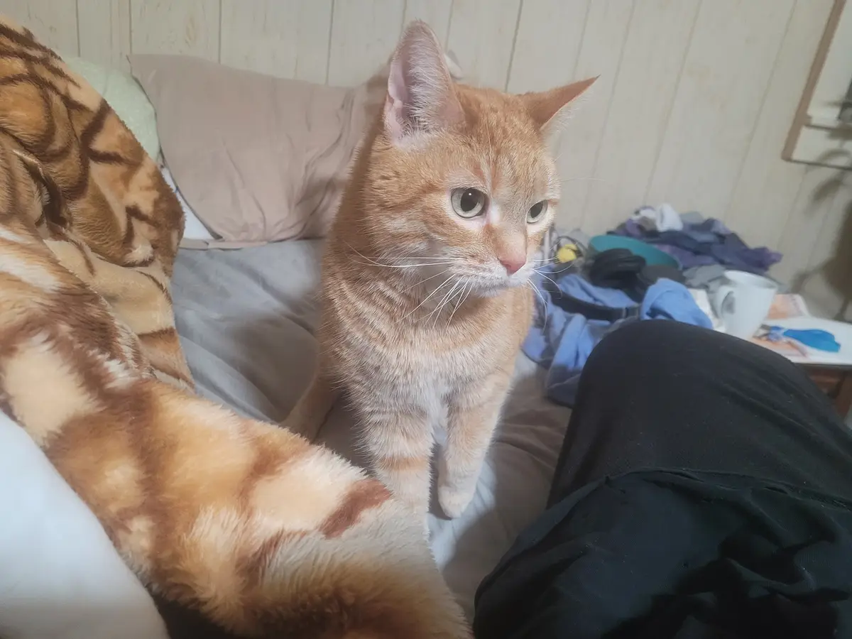 An orange tabby cat sits on a bed next to a person wearing black pants, looking off to the side with a serious, unimpressed…