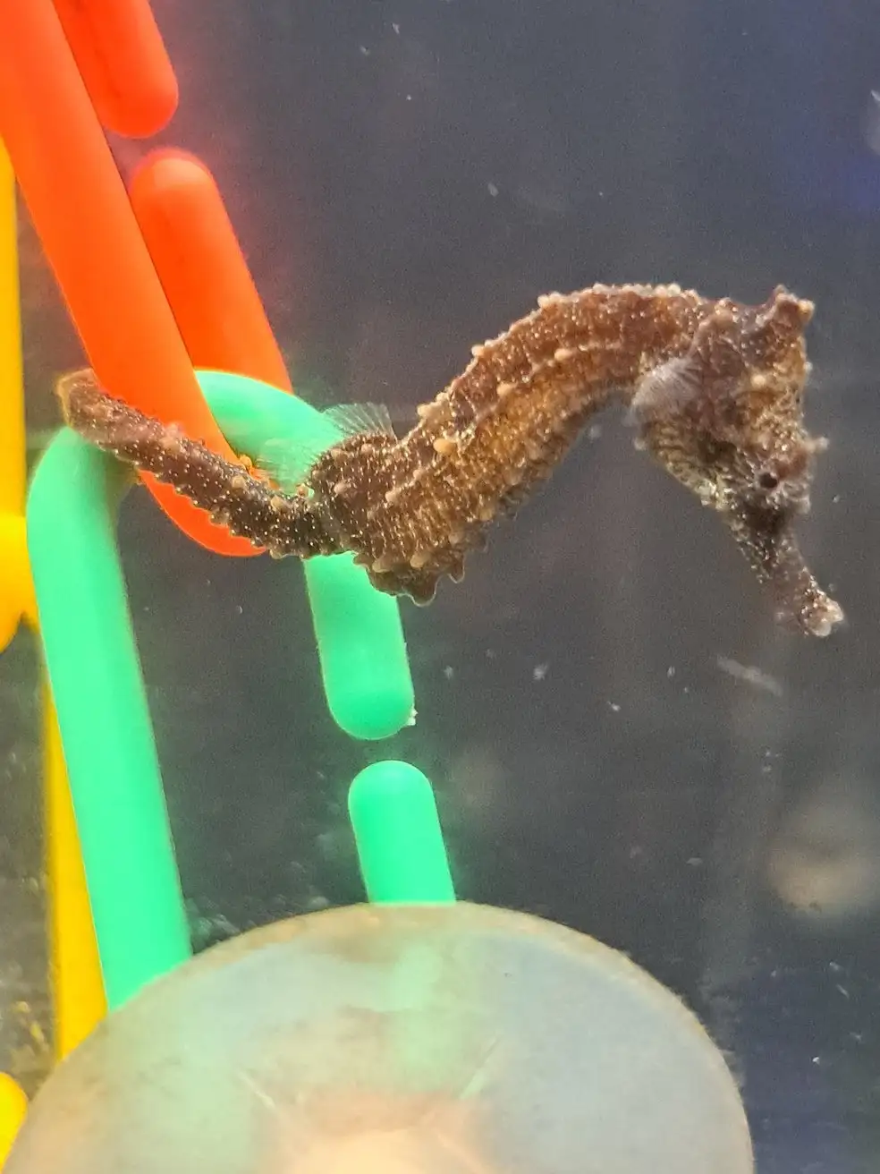 A small brown seahorse with bumpy skin is clinging to bright orange and green plastic tubes inside an aquarium. The seahorse…