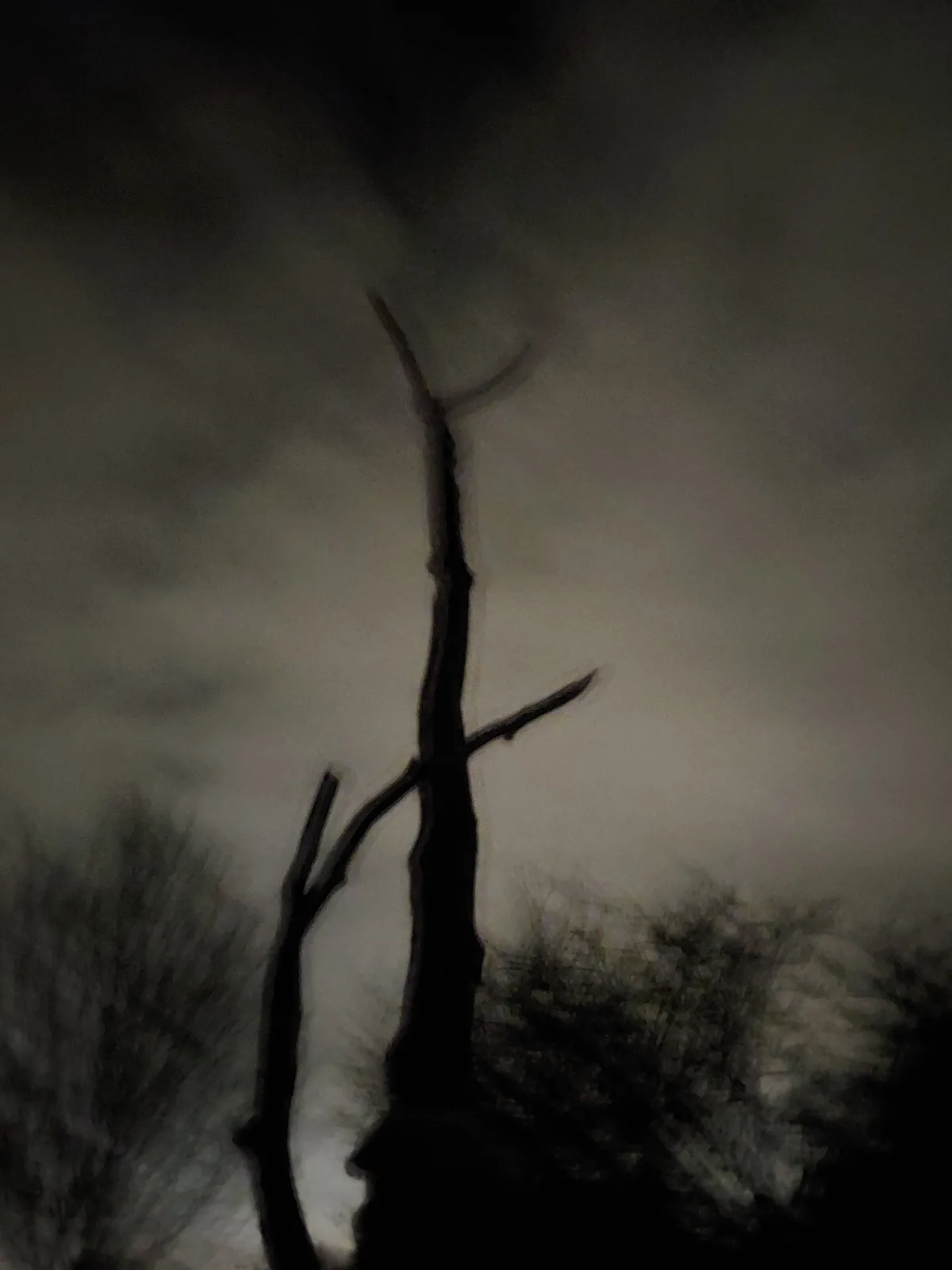 A blurry, low-light photo shows the dark silhouette of a bare, gnarled tree against a hazy, gray sky, with indistinct…
