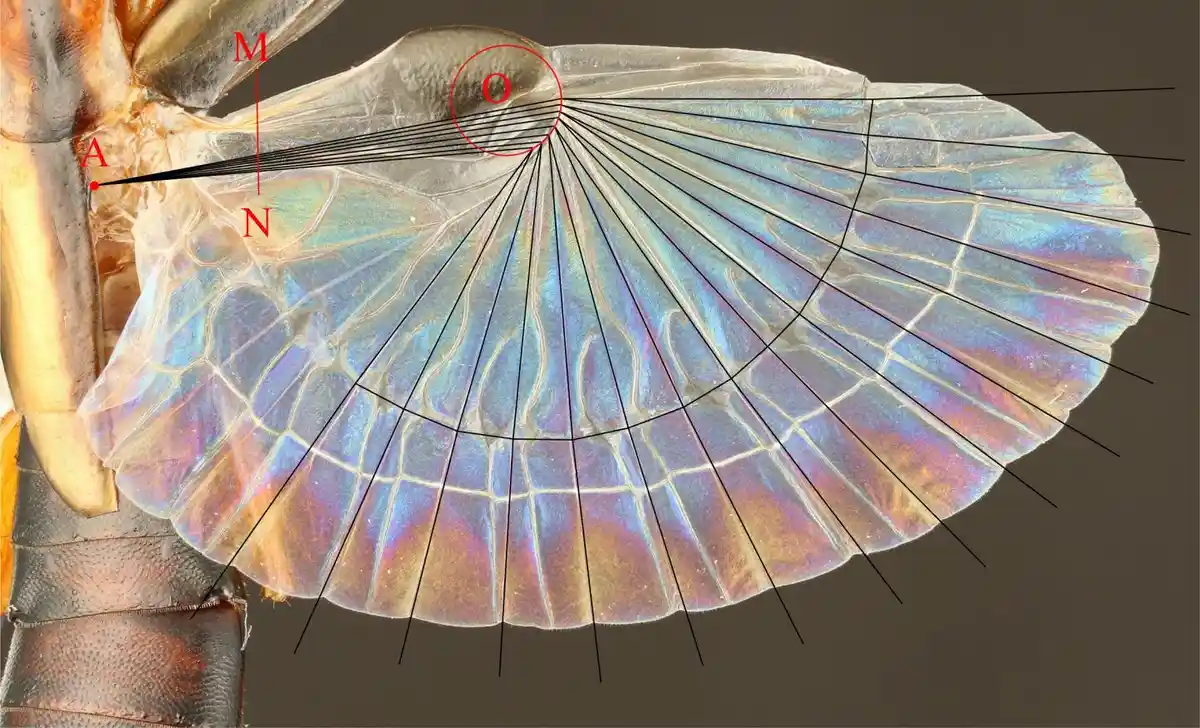 A close-up image of an insect's wing, showing its intricate vein structure and iridescent coloration, with red circles and…