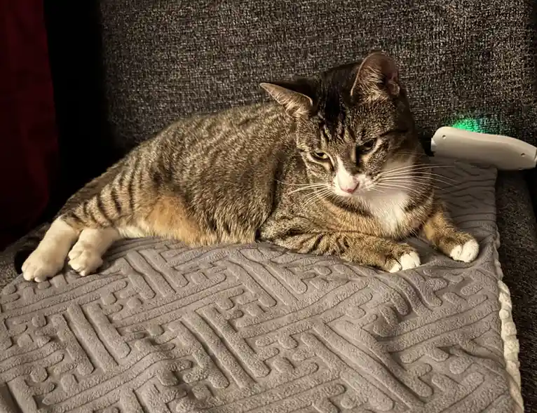 Miss Matilda Enjoys Her Cozy Heating Pad