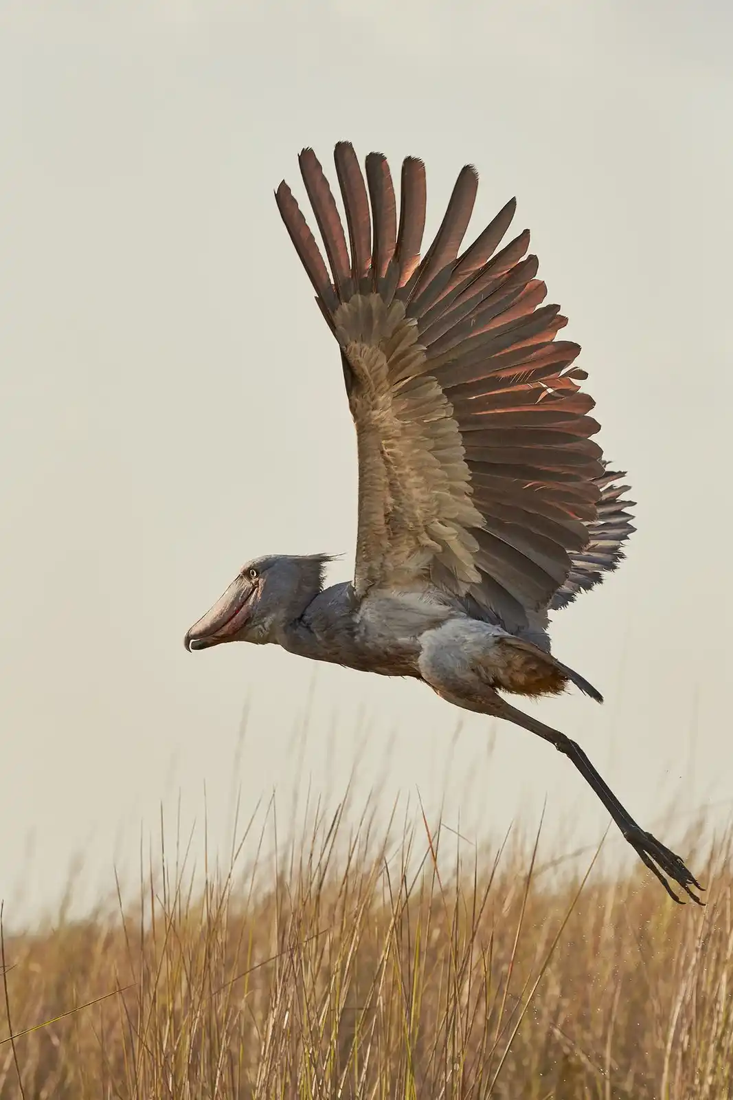 A shoebill stork is captured mid-flight with its wings fully spread against a pale sky, above tall golden grasses. The…