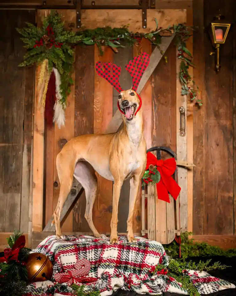 A slender, tan-colored dog stands on a plaid blanket in a rustic wooden doorway decorated with Christmas garlands…