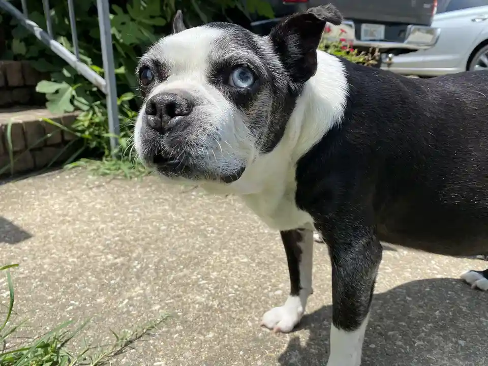 A black and white Boston Terrier dog with one blue eye and one brown eye stands on a concrete patio, looking upward with an…