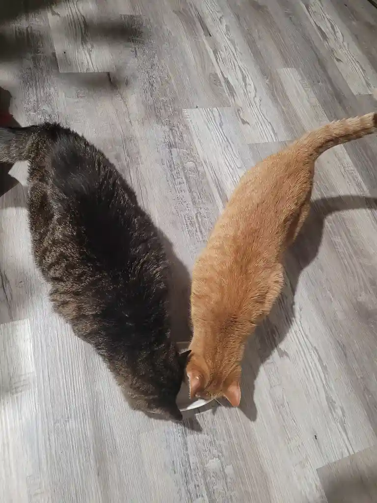 They Only Found Common Ground in Certain Situations