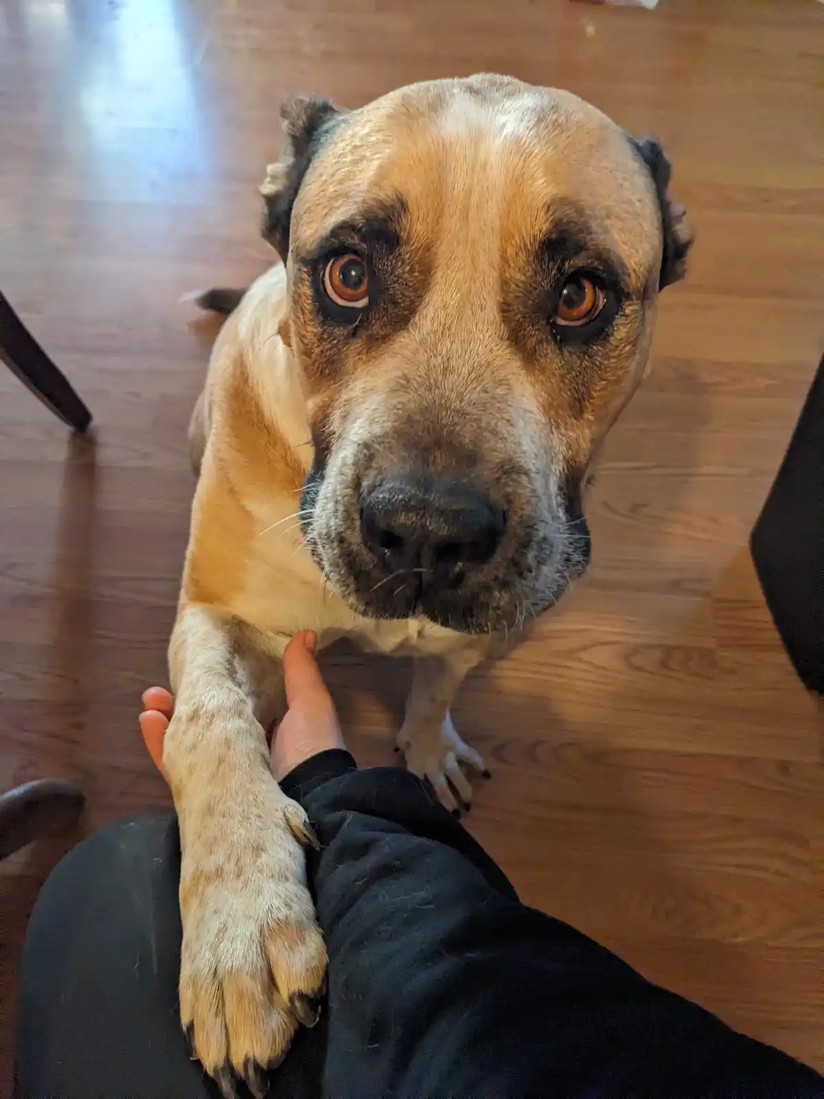 A tan and black dog with large, pleading brown eyes looks up at the camera while resting its front paw on a person's hand…