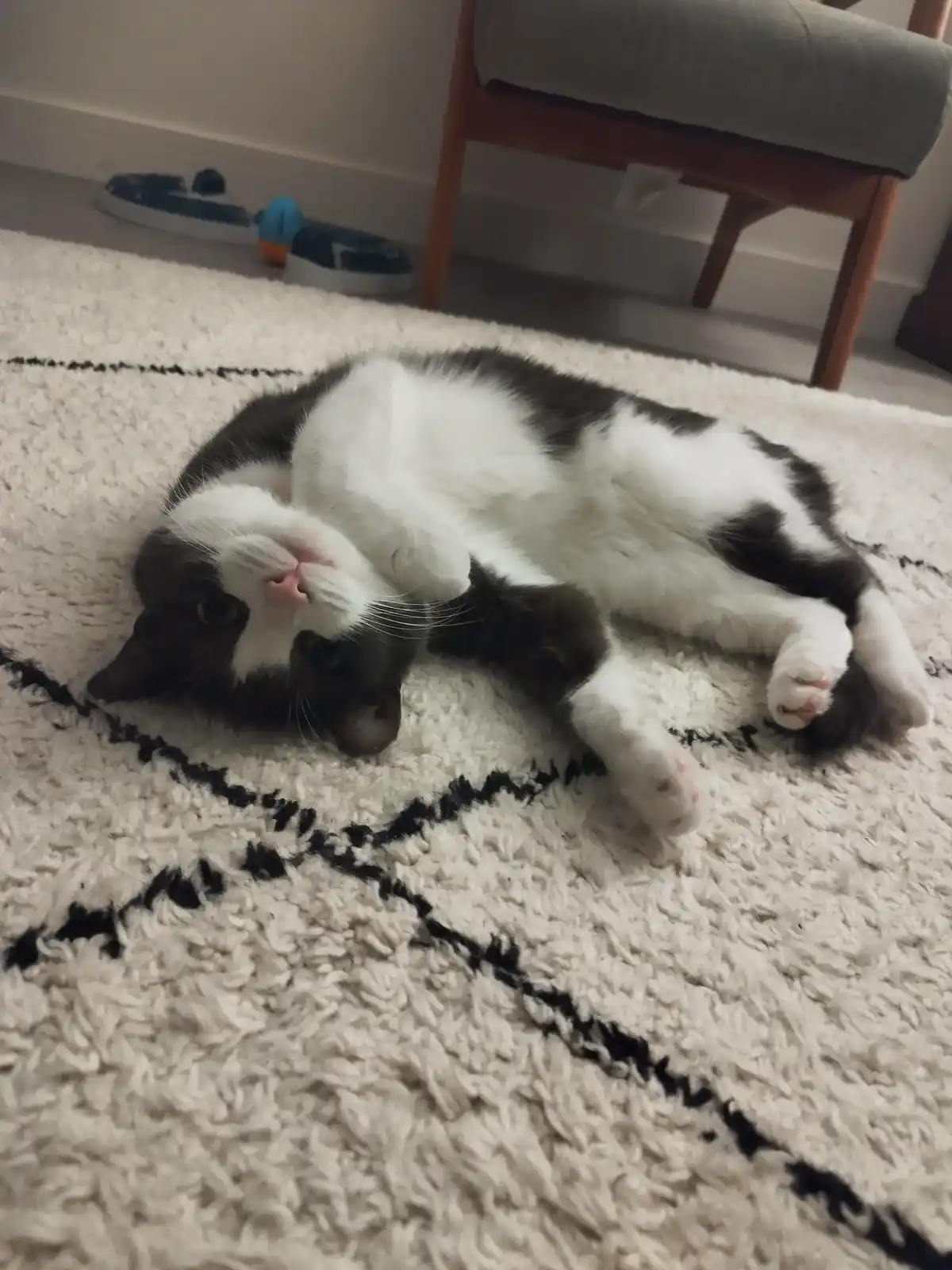 A black and white cat is lying on its back on a fluffy white rug with black fringe, looking up at the camera with its paws…