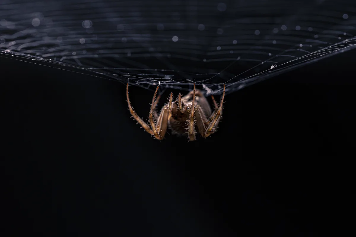 I Know Many Fear Spiders, But Hear Me Out...