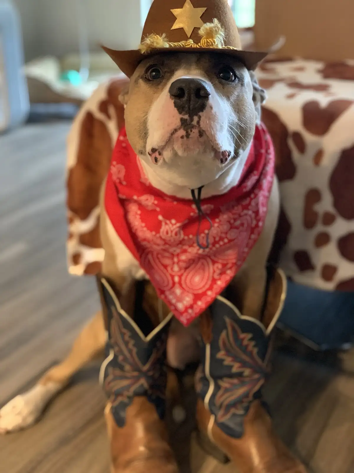 A bulldog wearing a brown cowboy hat with a gold star, a red bandana, and cowboy boots, sits upright looking directly at the…