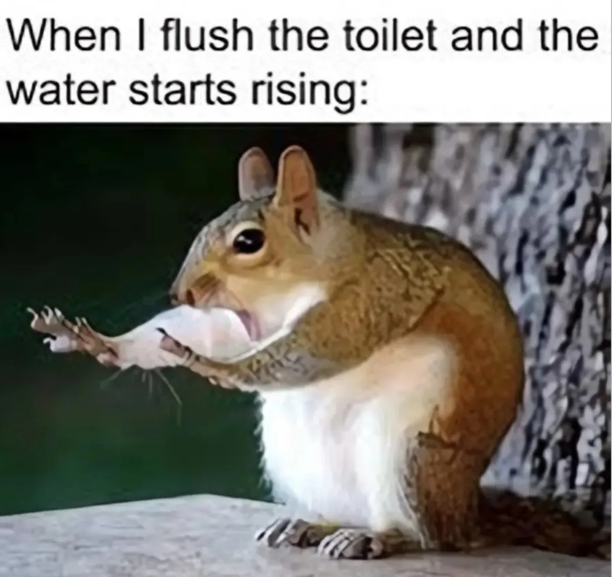 A squirrel with wide eyes and an open mouth, holding a twig in its paws, appears shocked or alarmed. The text above reads…