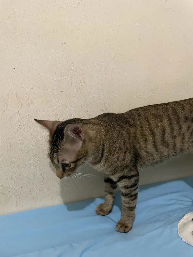 A tabby cat with dark stripes stands on a blue surface, looking down with a slightly slumped posture against a textured…