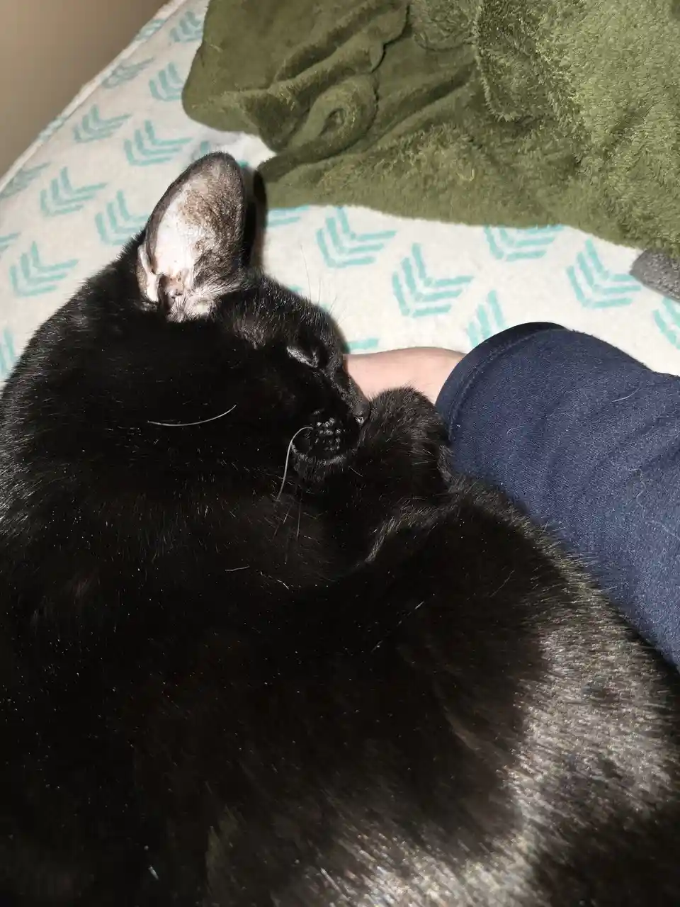 A black cat is curled up and sleeping soundly on a person's arm, which is covered by a blue sleeve, while resting on a…