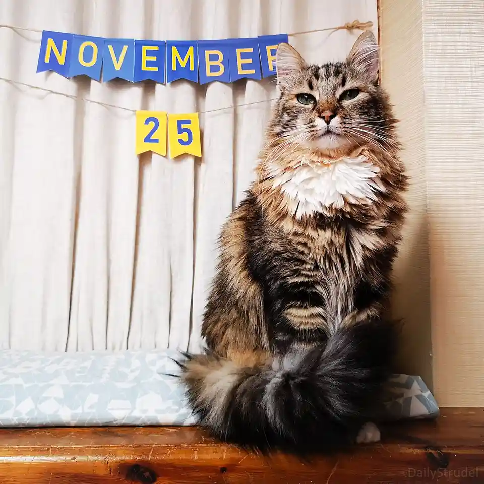 A fluffy tabby cat with a white ruff sits regally on a wooden windowsill, looking directly at the camera with a bored…