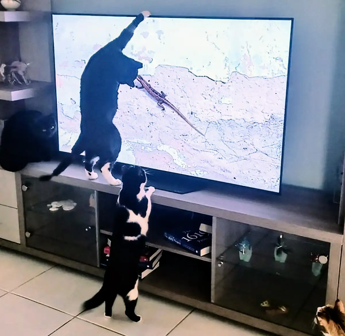 Three cats are gathered around a TV, with one black-and-white cat standing on its hind legs on the TV stand, reaching up to…