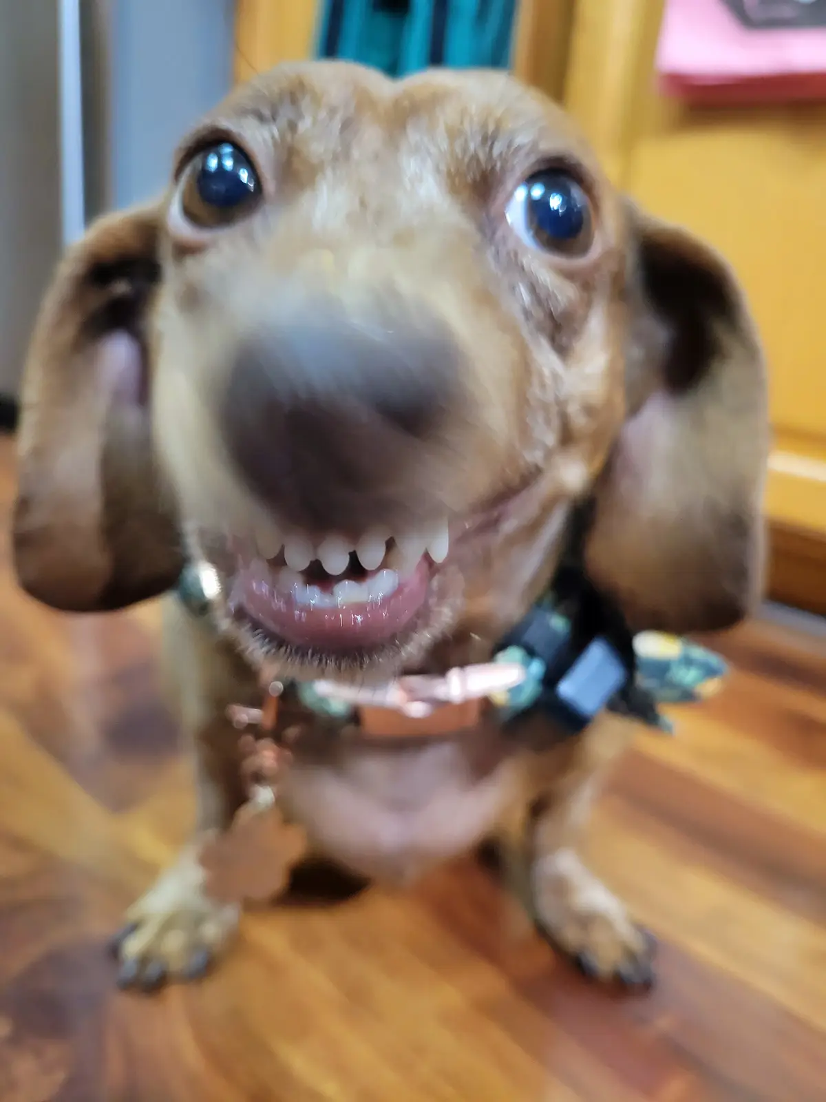 A close-up photo of a brown dachshund with large, expressive eyes looking directly at the camera, its mouth open in a wide…