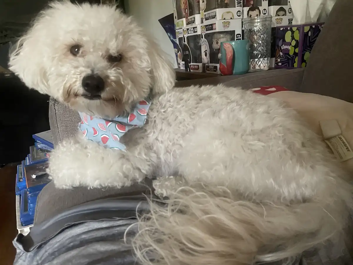 A fluffy white dog with one eye partially closed sits on a couch, wearing a watermelon-patterned bandana. Behind it, shelves…