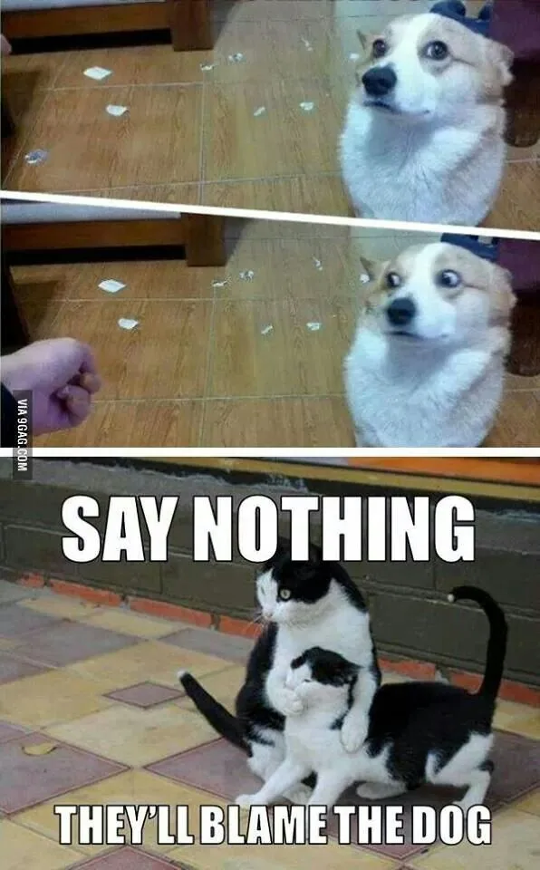 More Hilarious Doggo Antics!
