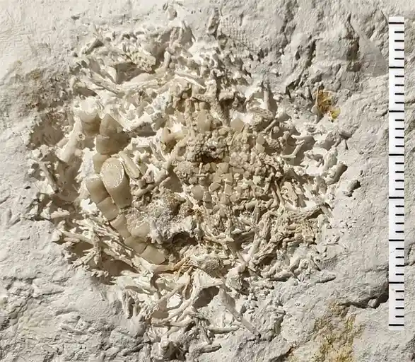 a close-up photograph shows a cluster of fossilized coral fragments and small bones embedded in light-colored sedimentary…