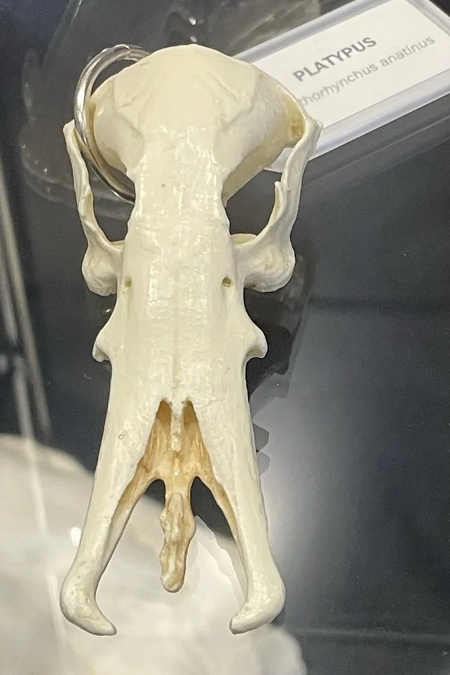 A close-up photograph shows the underside of a platypus skull, displayed in a museum case. The skull is light-colored bone…