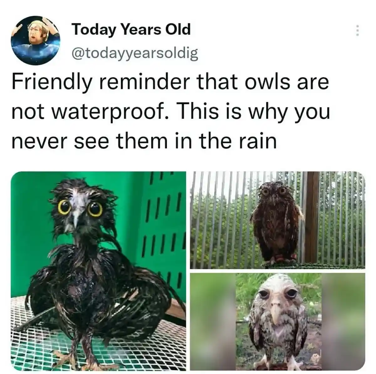 Three images show owls with visibly wet, matted feathers, looking disheveled and soggy. The top image shows a black owl with…